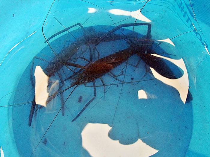 2024年第五回目の多摩川テナガエビ釣りは異常なし！
